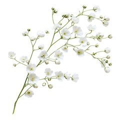 twig of gypsophila flowers isolated on white or transparent background