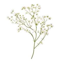 twig of gypsophila flowers isolated on white or transparent background