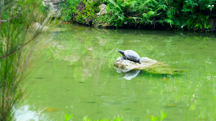 Turtle waiting on the rock in the green river