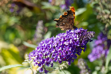 Comma butterfly (Polygonia c-album) perched on summer lilac in Zurich, Switzerland