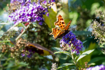 Comma butterfly (Polygonia c-album) perched on summer lilac in Zurich, Switzerland