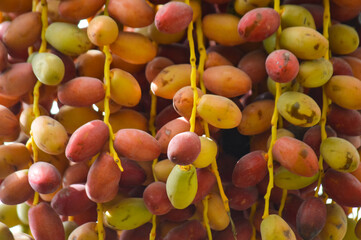 date fruit on a tree