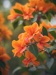 Orange Bougainvillea with Tropical Bokeh
