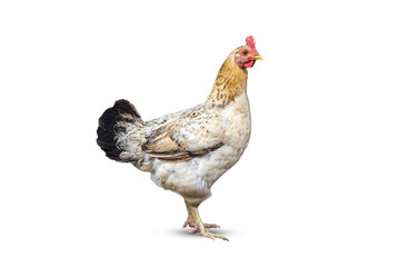 Hen isolated on white background