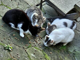 Stray cats eating dry cat food outside. Cats eating in the park. cat eating in the street