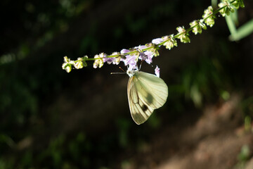 アキノタムラソウとモンシロチョウ