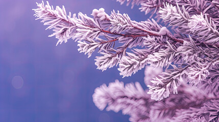 Fototapeta premium Snowy Christmas tree branches or snowy Christmas fir tree on a purple background