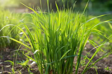 Fototapeta premium A bunch of green grass is growing in a field