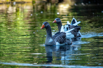 Fototapeta premium Graugänse schwimmen auf einem See