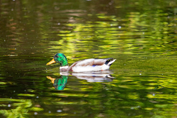 Männliche Stockente auf einem See mit Spiegelung