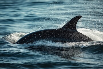 Fototapeta premium A partial view of a whale's fin breaking through the ocean waves, surrounded by splashes and water droplets.