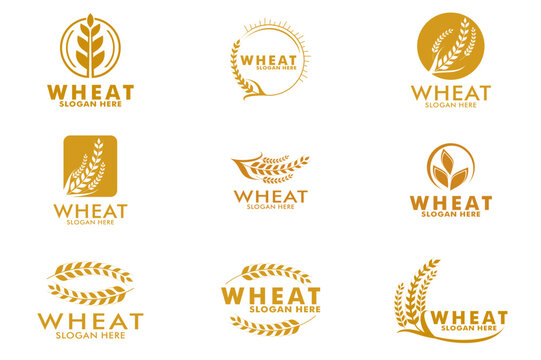 Set of Agriculture wheat logo vector template , Wheat Ears logo icon set