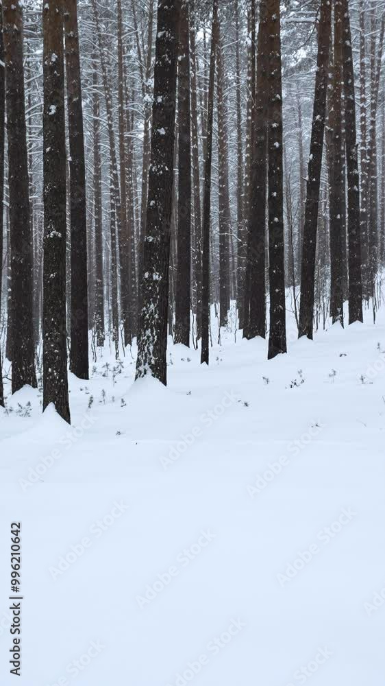 Aufkleber beautiful view in forest with tree trunks on winter day. media. calming view of winter forest with f