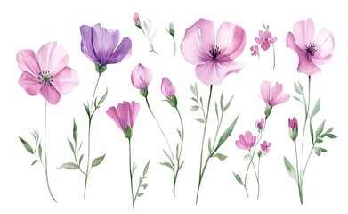 Watercolor wild flower clipart, pink and purple flowers on a white background, in different angles and poses. 
