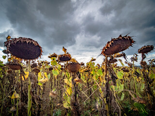 Feld mit verwelkten Sonnenblumen im Herbst