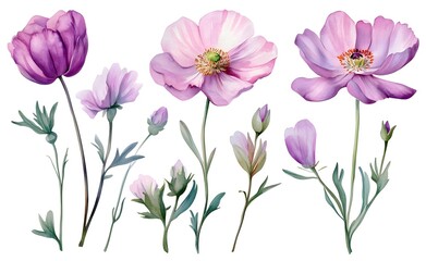 Obraz premium Watercolor wild flower clipart, pink and purple flowers on a white background, in different angles and poses. 