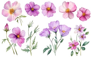 Watercolor wild flower clipart, pink and purple flowers on a white background, in different angles and poses. 