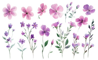 Watercolor wild flower clipart, pink and purple flowers on a white background, in different angles and poses. 