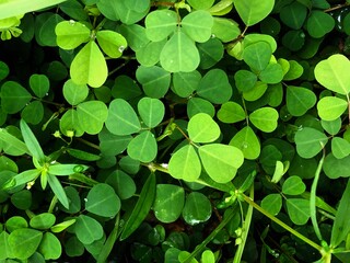 Fototapeta premium Green Leafy Ground Cover with Heart-Shaped and Compound Leaves
