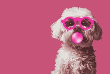 Cute little bichon doggy sitting on pink backgroun. blowing bubble gum