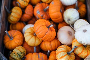 Mini pumpkins. Autumn harvest on farm market, Halloween shop outdoors. Local rural store with homegrown organic eco-friendly food. White and orange squash, Jake be little, baby boo in wooden box