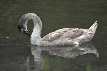 cigno in muta