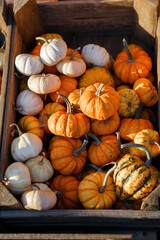 Tiny decorative pumpkins in wooden crate. Autumn harvest on farm market, outdoor shop for Halloween and Thanksgiving day. Rural store with homegrown organic eco-friendly food. Small local business