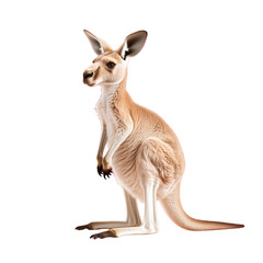 Fototapeta premium Realistic photo of a kangaroo standing in profile on a transparent background