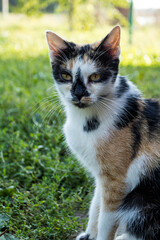 cat. street cat of various colors. close-up. slight tinting.