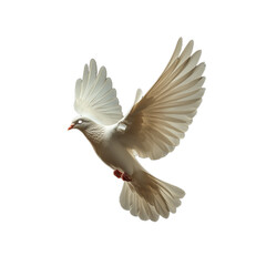 Obraz premium Photo of a white dove flying with wings outstretched on a transparent background