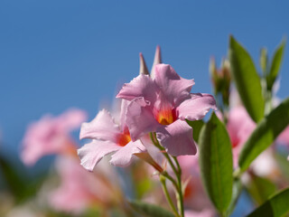 青空背景のピンクのマンデビラ