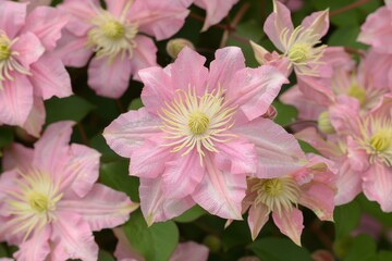 Clematis jacmani Comtesse de Bouchaud has medium pink flowers with cream stamens