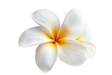 Obraz premium Frangipani flower on white background