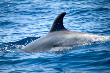 Fototapeta premium Partial shot close up, bottlenose dolphin, Latin called Tursiops truncatus, diving
