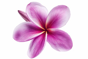 Fototapeta premium Isolated Frangipani or Plumeria flower on white background