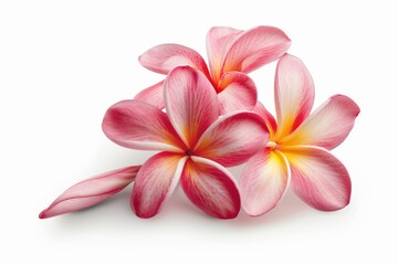 Isolated plumeria flowers on white background with clipping path