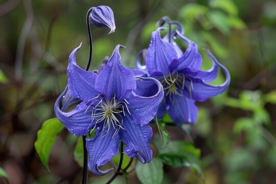 Blue Jasmine