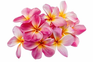 Pink frangipani flowers isolated on white background with clipping path