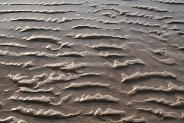 Rippled Sands at Low Tide