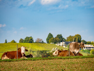 Kühe liegen auf der Weide im Gras