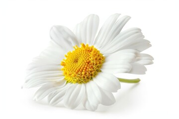Single chamomile flower on white background