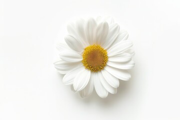 Obraz premium Single white daisy on white background Top view