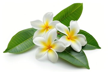 Fototapeta premium Tropical flowers with green leaves on white background frangipani or plumeria