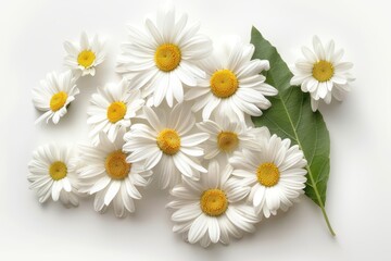 Obraz premium White daisies with leaves isolated on white background flat lay view Flower pattern