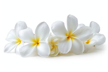 White plumeria rubra flowers isolated on white background