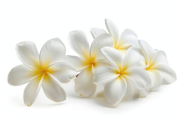 Fototapeta premium White plumeria rubra flowers on white background