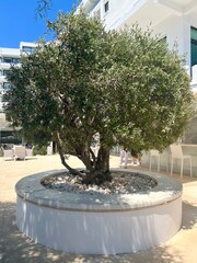 An olive tree on the territory of a hotel in Ayia Napa, Cyprus. 