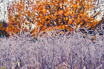 A frost-covered field of wildflowers stands in sharp contrast to the vibrant orange and yellow autumn trees in the background, creating a striking blend of early winter and fall colors.