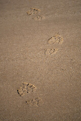 Footsteps in the sand