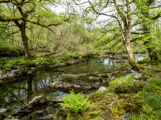 Mountain river in a woodland glade, Snowdonia, North Wales, UK